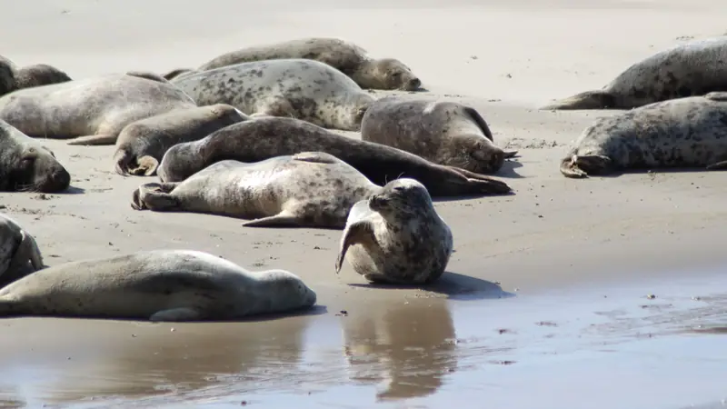 Seehunde im Wattenmeer